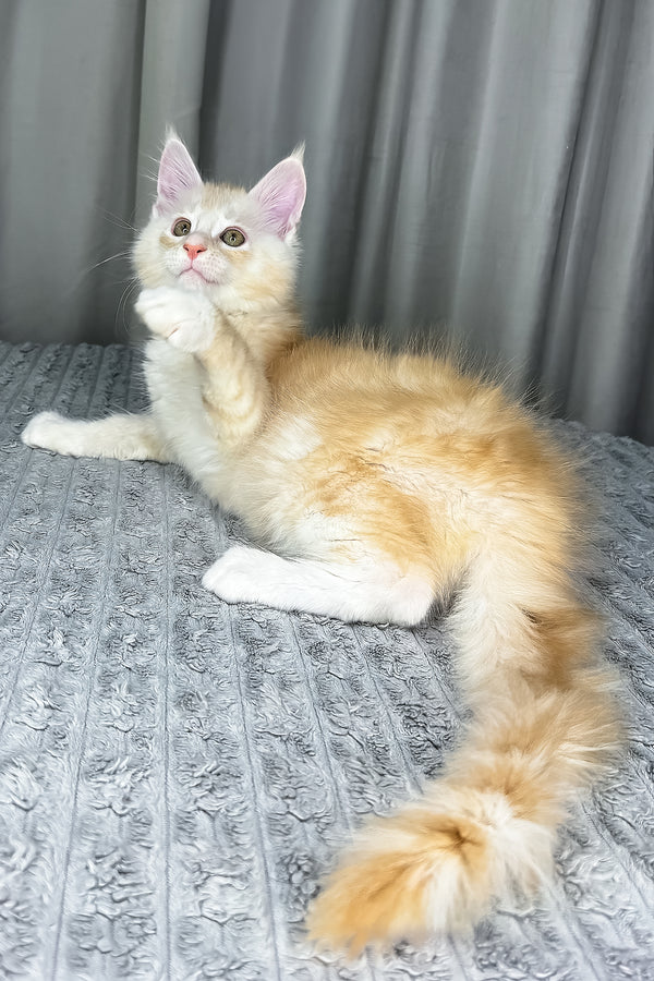 Fabian | Maine Coon Kitten