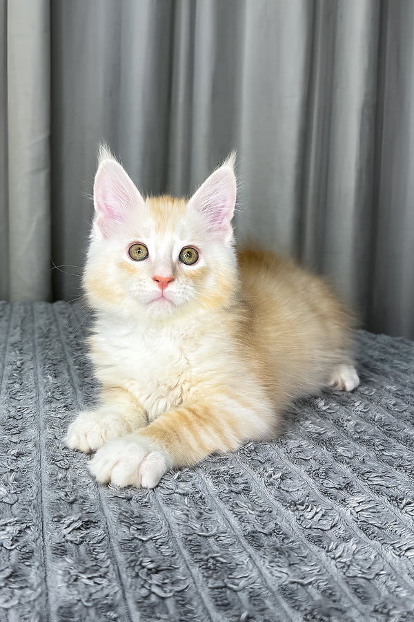 Fabian | Maine Coon Kitten