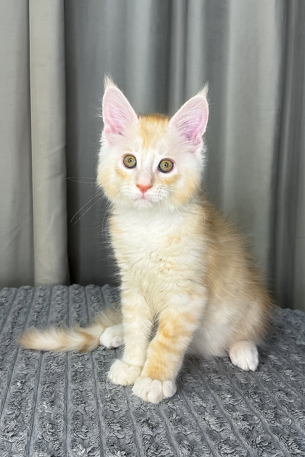 Fabian | Maine Coon Kitten