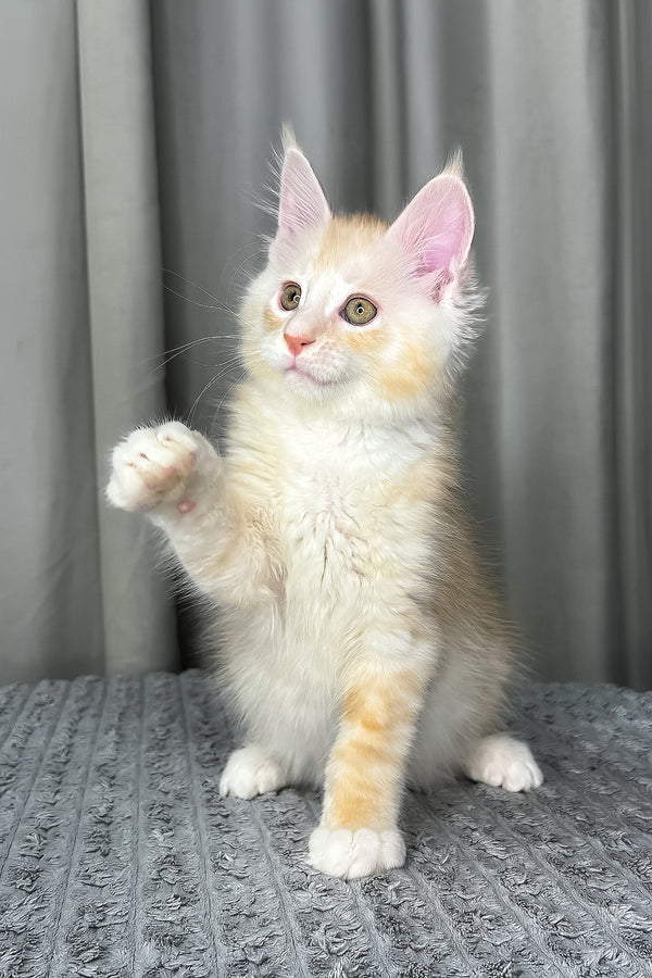 Fabian | Maine Coon Kitten