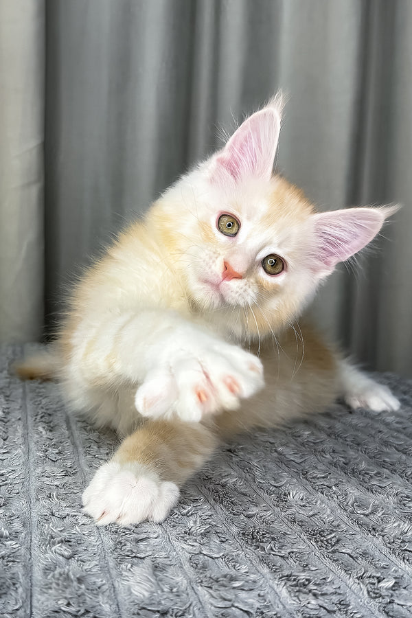 Fabian | Maine Coon Kitten
