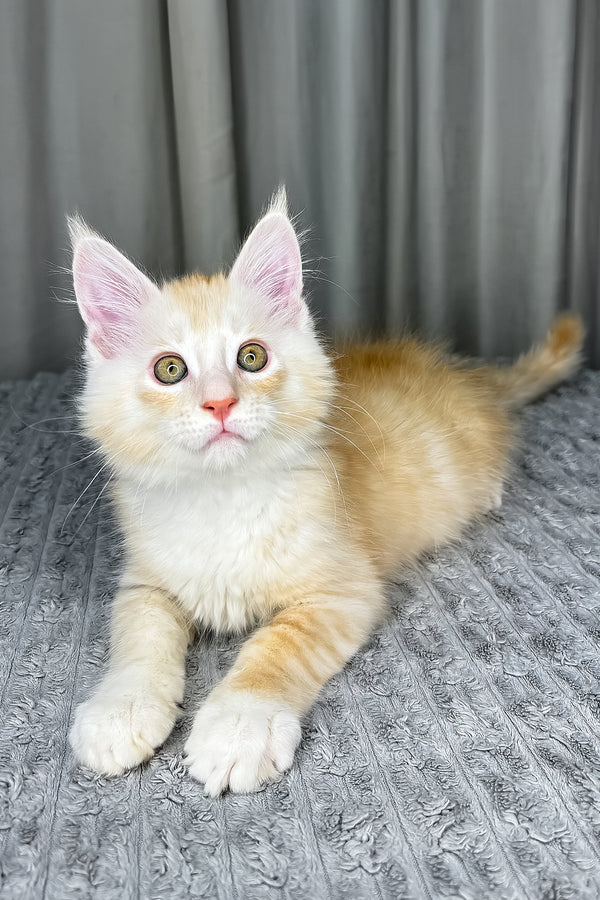 Fabian | Maine Coon Kitten