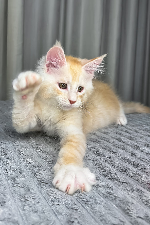 Fabian | Maine Coon Kitten