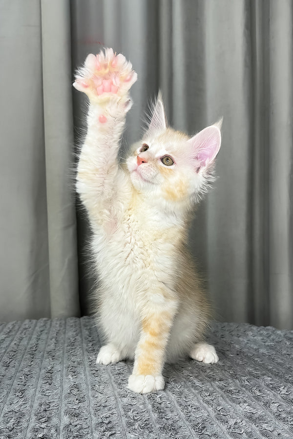 Fabian | Maine Coon Kitten