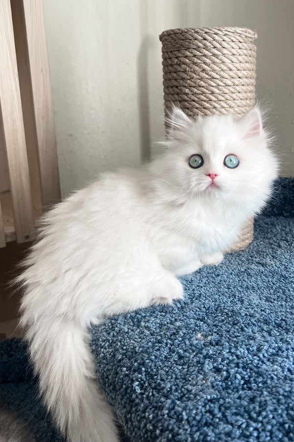 Fabula | Minuet Longhair Kitten