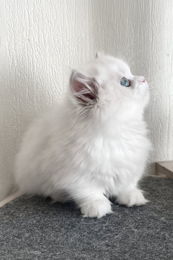 Fabula | Minuet Longhair Kitten