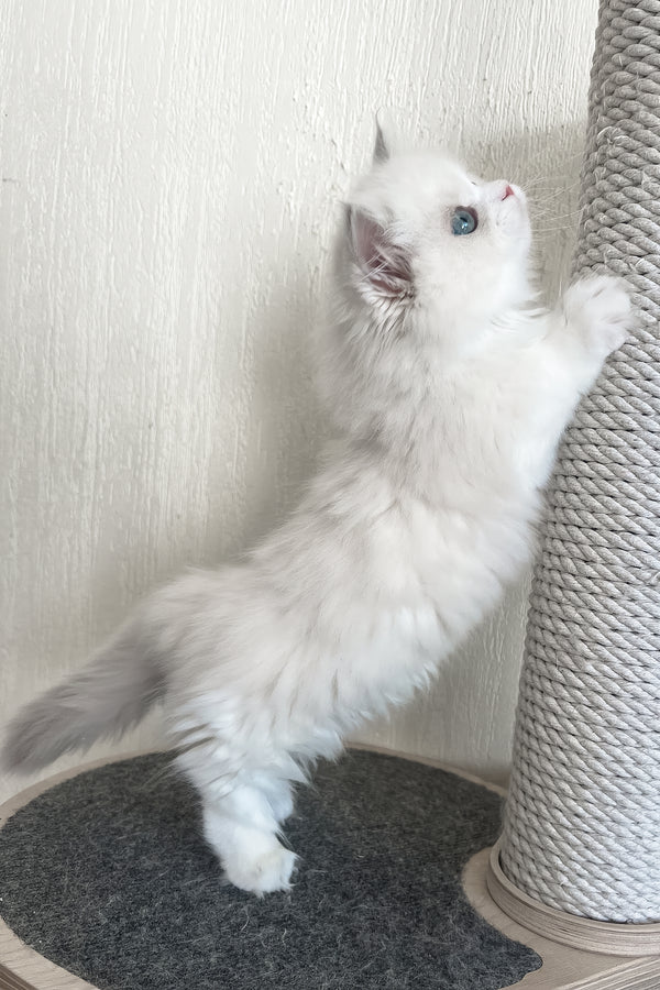 Fabula | Minuet Longhair Kitten