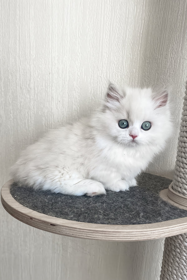 Fabula | Minuet Longhair Kitten
