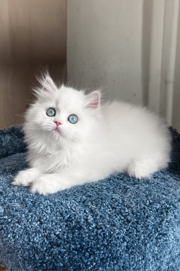 Fabula | Minuet Longhair Kitten