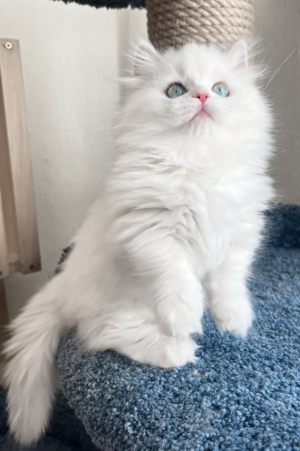 Fabula | Minuet Longhair Kitten