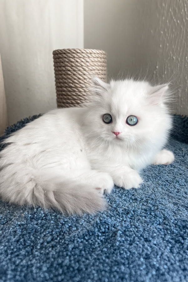 Fabula | Minuet Longhair Kitten