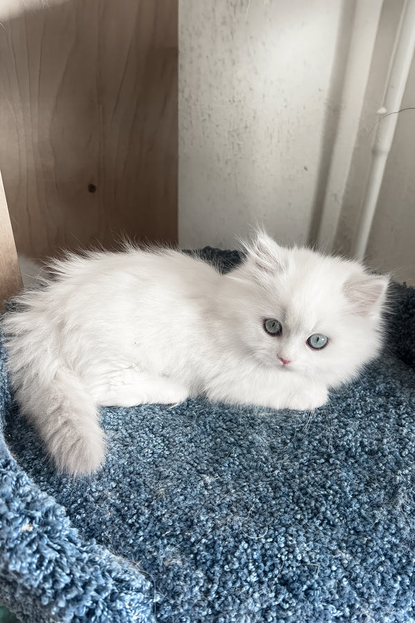 Fabula | Minuet Longhair Kitten