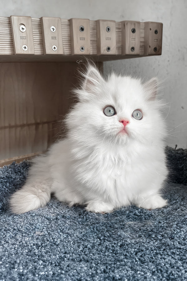Fabula | Minuet Longhair Kitten