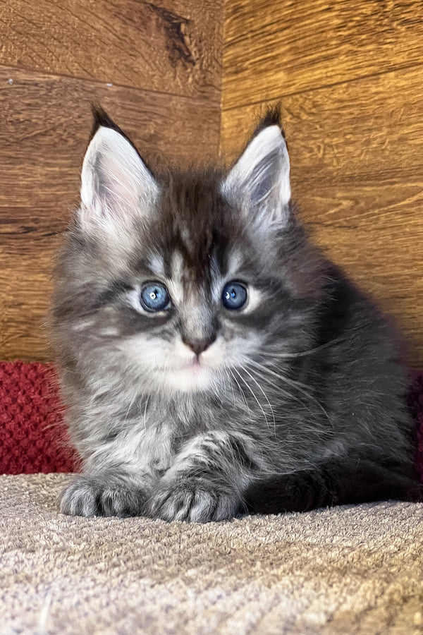 Faina | Maine Coon Kitten