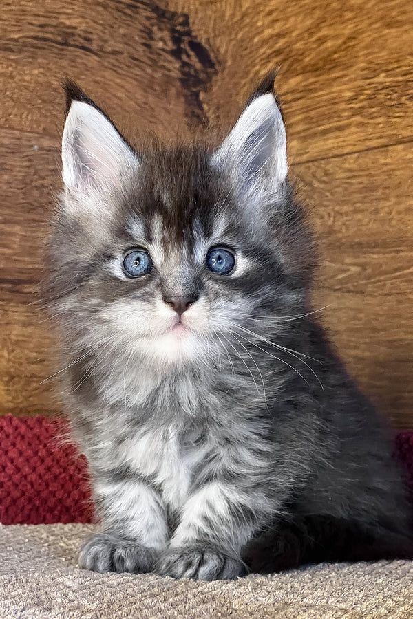 Faina | Maine Coon Kitten