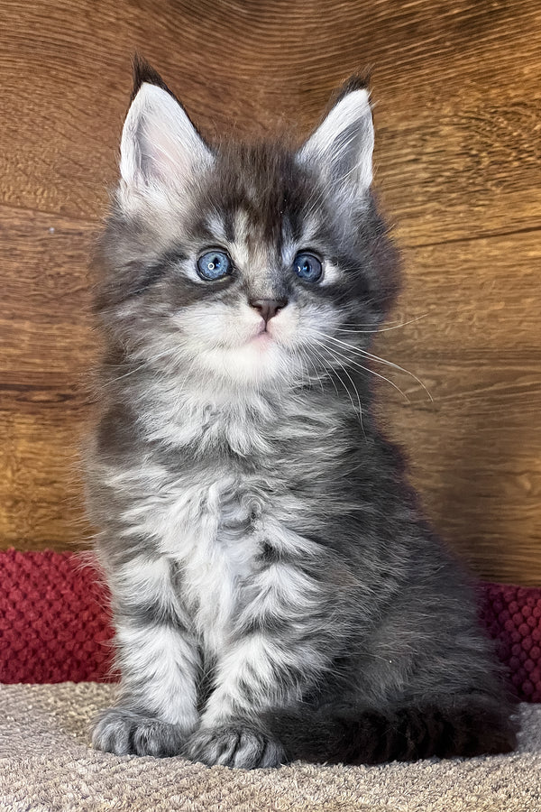 Faina | Maine Coon Kitten