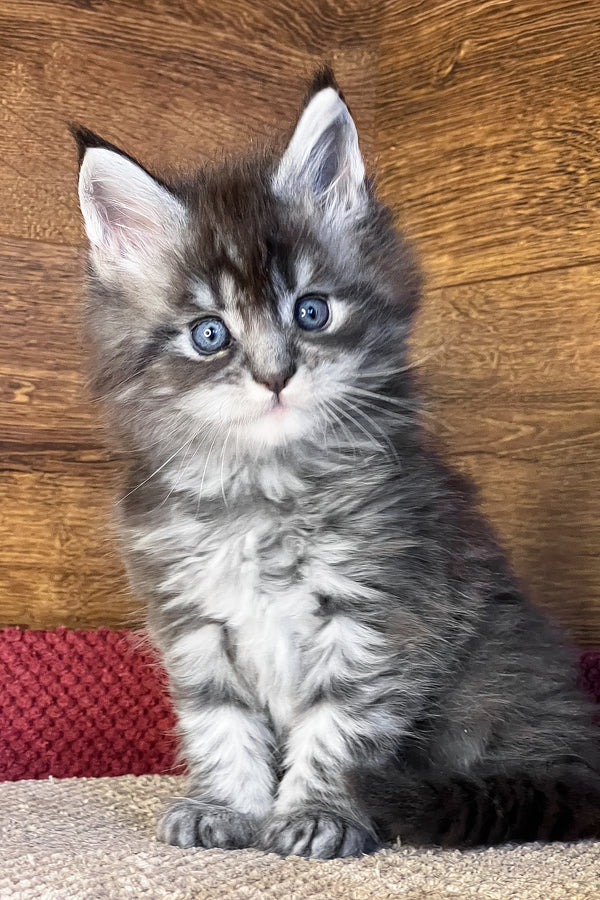 Faina | Maine Coon Kitten