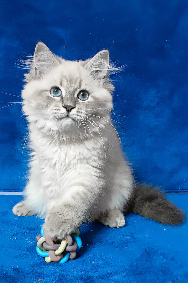 Faina | Siberian Kitten