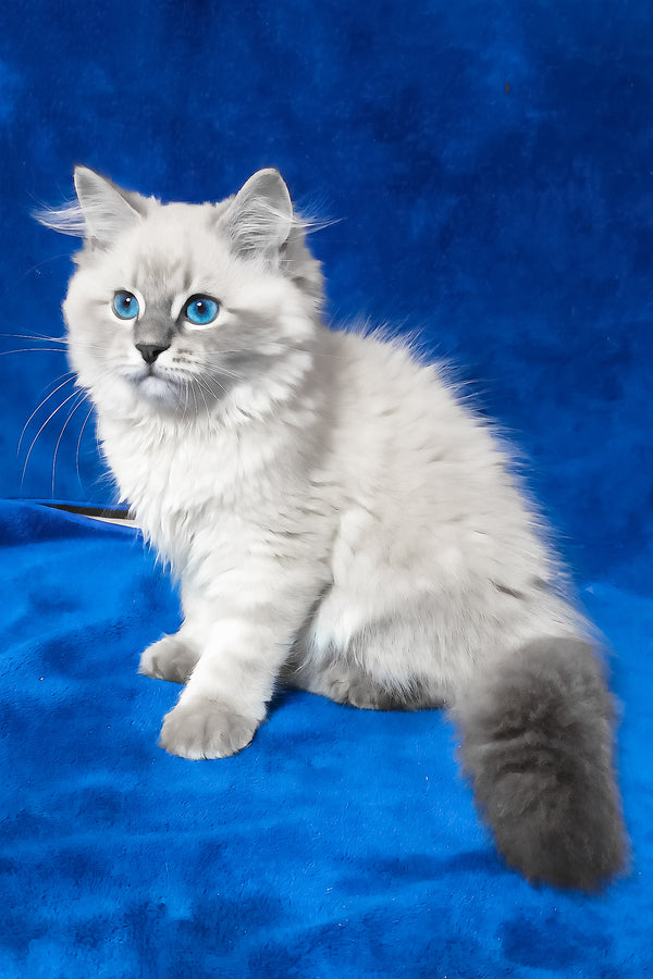 Faina | Siberian Kitten