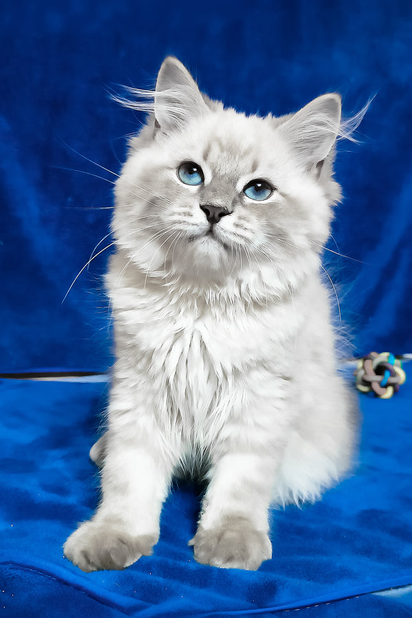 Faina | Siberian Kitten
