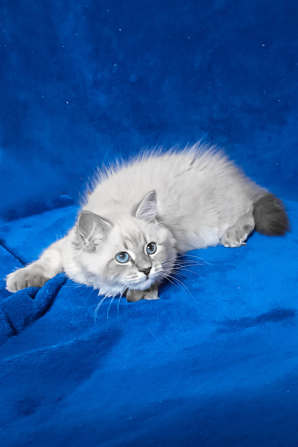 Faina | Siberian Kitten