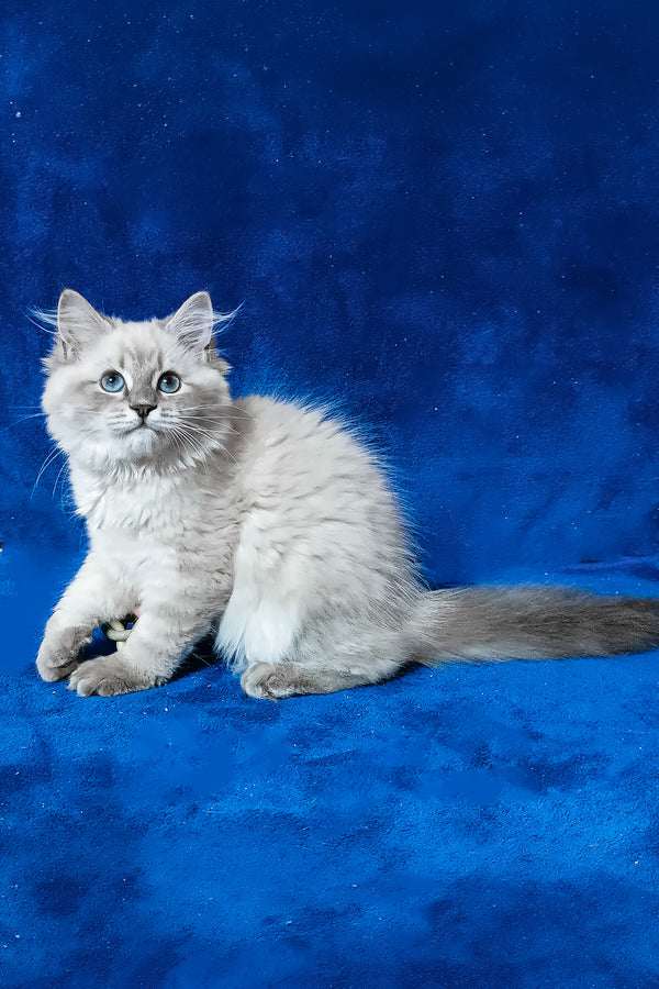 Faina | Siberian Kitten