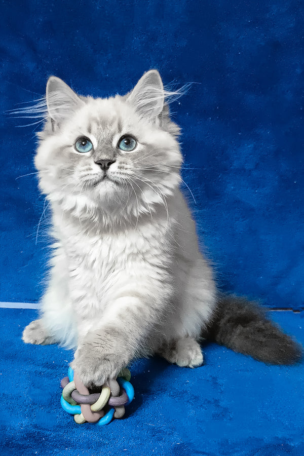 Faina | Siberian Kitten