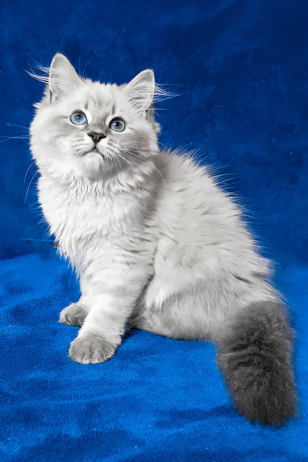 Faina | Siberian Kitten