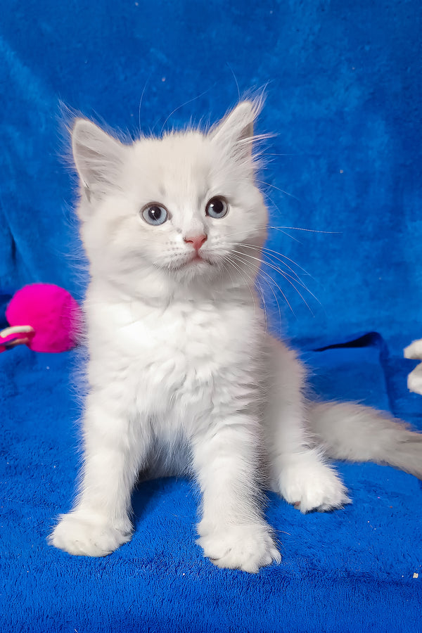 Fant | Siberian Kitten
