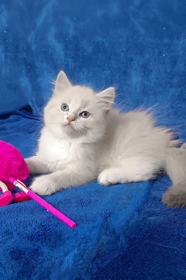 Fant | Siberian Kitten
