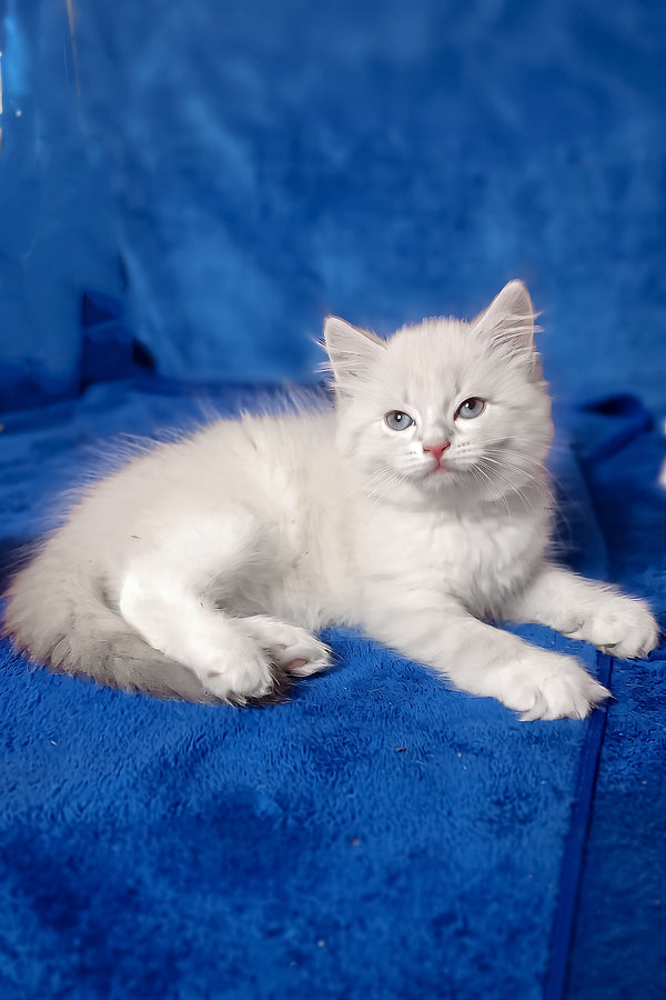 Fant | Siberian Kitten