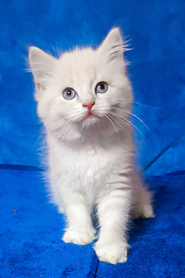 Fant | Siberian Kitten