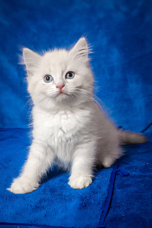 Fant | Siberian Kitten