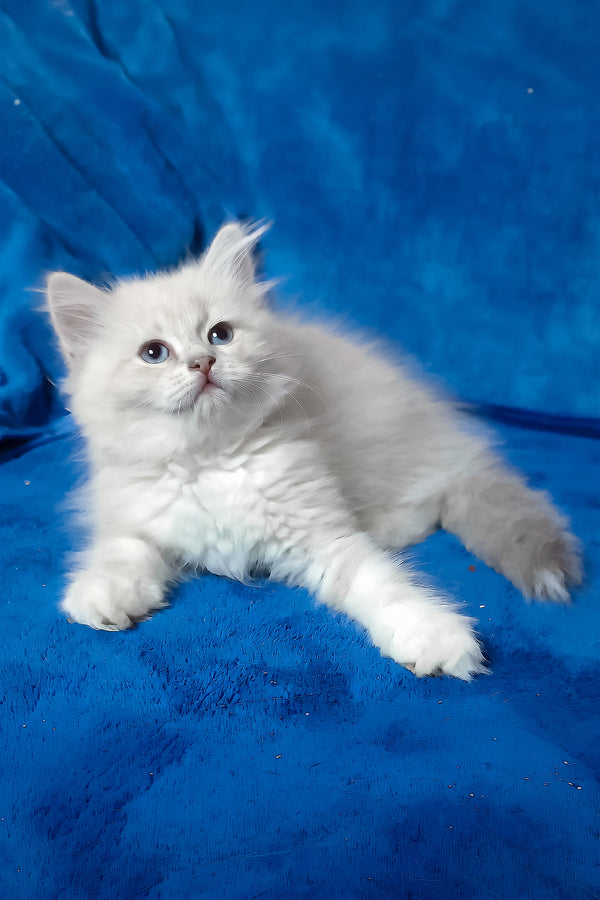 Fant | Siberian Kitten