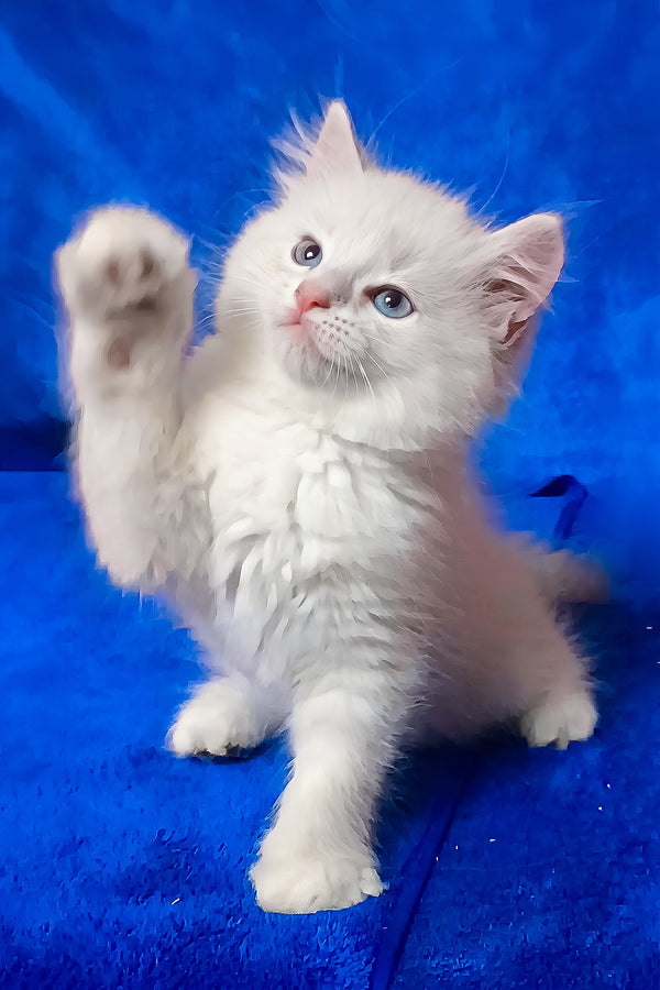 Fant | Siberian Kitten