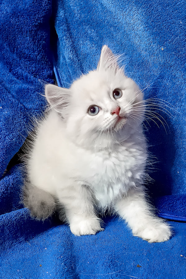 Fant | Siberian Kitten
