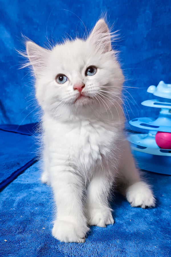 Fant | Siberian Kitten