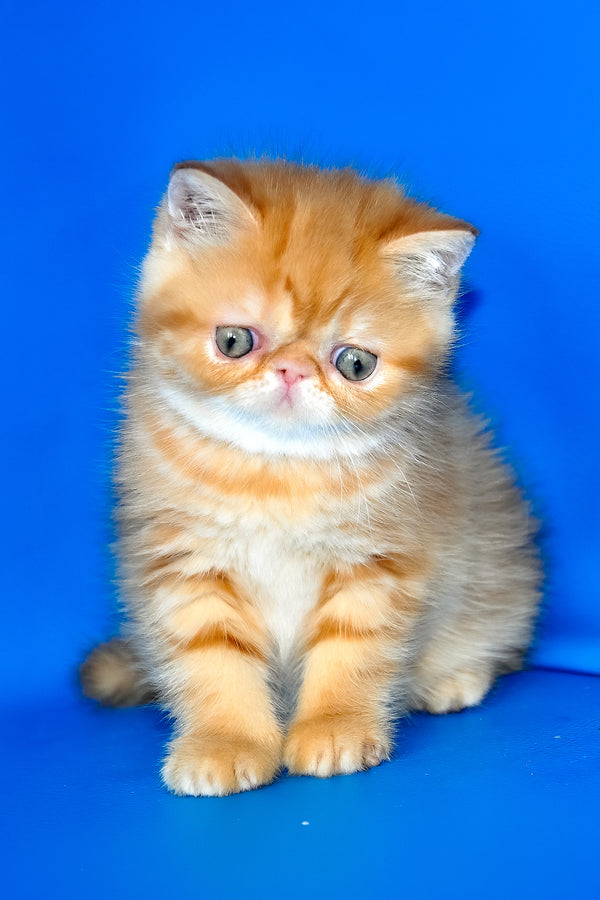 Fanta | Exotic Shorthair Kitten