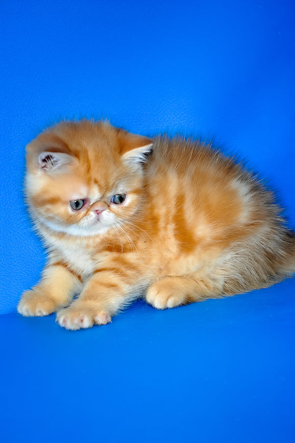 Fanta | Exotic Shorthair Kitten