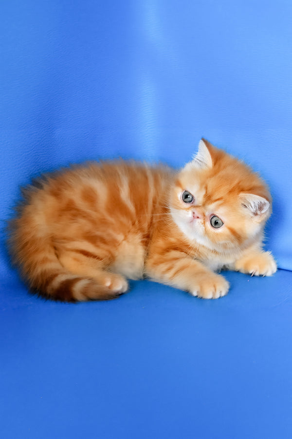 Fanta | Exotic Shorthair Kitten
