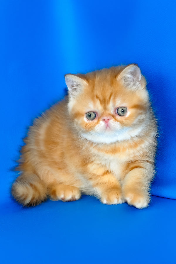 Fanta | Exotic Shorthair Kitten