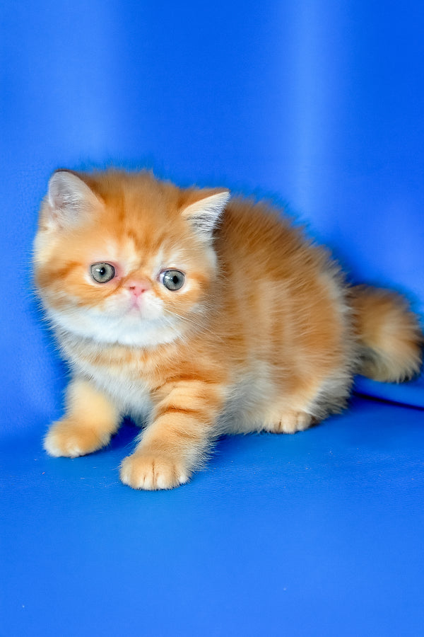 Fanta | Exotic Shorthair Kitten