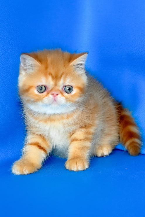 Fanta | Exotic Shorthair Kitten