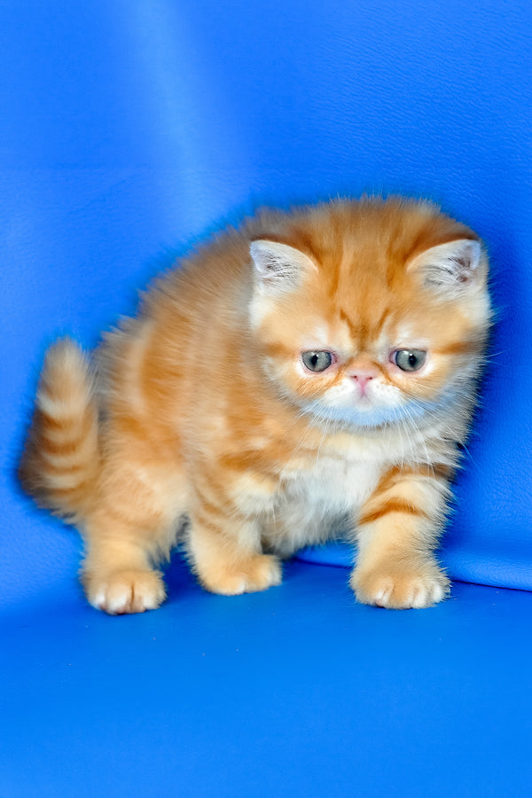 Fanta | Exotic Shorthair Kitten