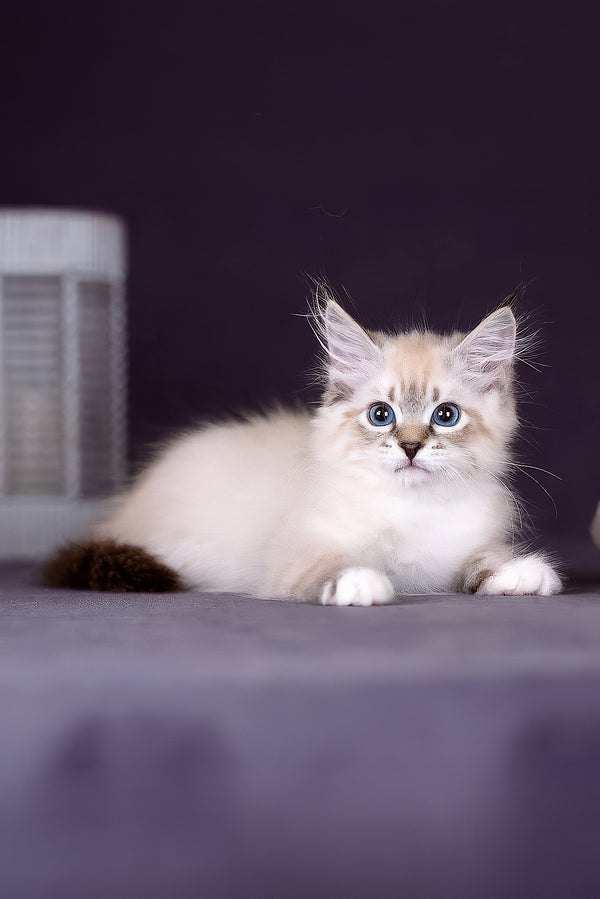 Fantasy | Siberian Kitten