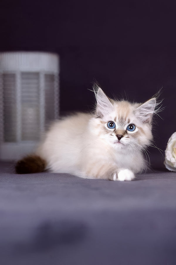 Fantasy | Siberian Kitten