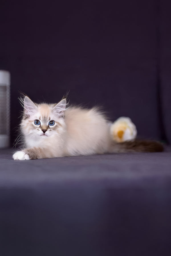 Fantasy | Siberian Kitten
