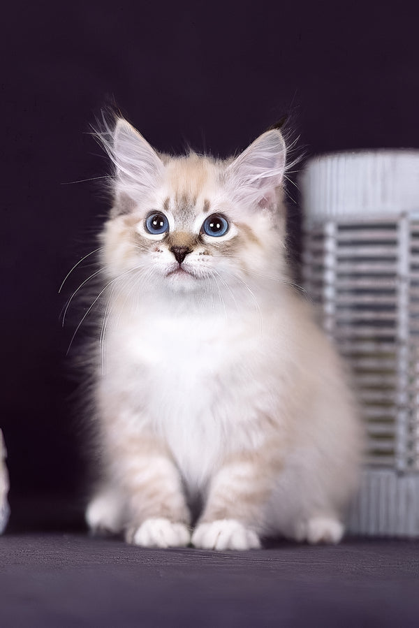 Fantasy | Siberian Kitten