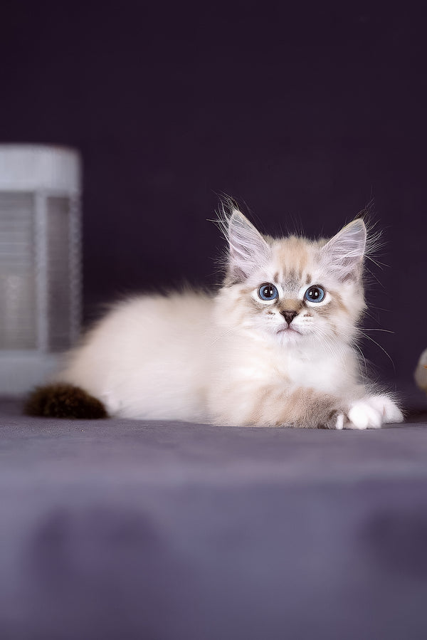 Fantasy | Siberian Kitten