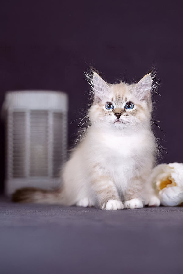 Fantasy | Siberian Kitten